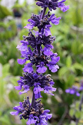 Photo of Sage (Salvia Mystic Spires Blue) uploaded by Calif_Sue