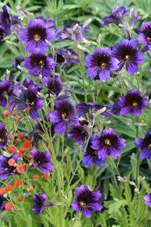 Photo of Painted Tongue (Salpiglossis sinuata 'Kew Blue') uploaded by Calif_Sue