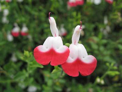 Photo of Blackcurrant Sage (Salvia microphylla 'Hot Lips') uploaded by Calif_Sue