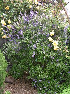 Photo of Grape-Scented Sage (Salvia melissodora) uploaded by Calif_Sue