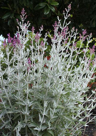 Photo of Canary Island Sage (Salvia canariensis) uploaded by Calif_Sue