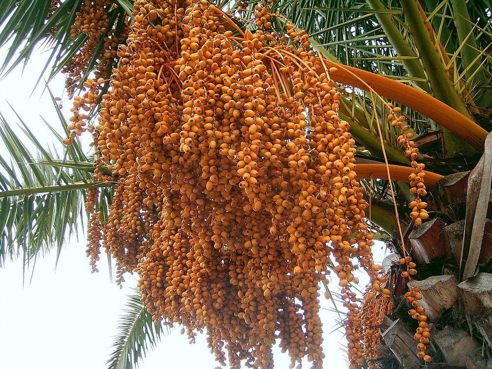 Photo of Canary Date Palm (Phoenix canariensis) uploaded by admin
