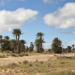 Location: An oasis like area mostly containing date palms (Phoenix dactylifera or P. atlantica) in central-western part of Boa Vista, Cape Verde in 2010 December. Santo Antonio mountain in the background (left).
Date: 2011-01-27
Ximonic