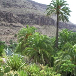 Location: Palmitos Park. Gran Canaria. Canary Islands (Spain)
Date: 2006-10-05
Photo courtesy of:Mauroonline