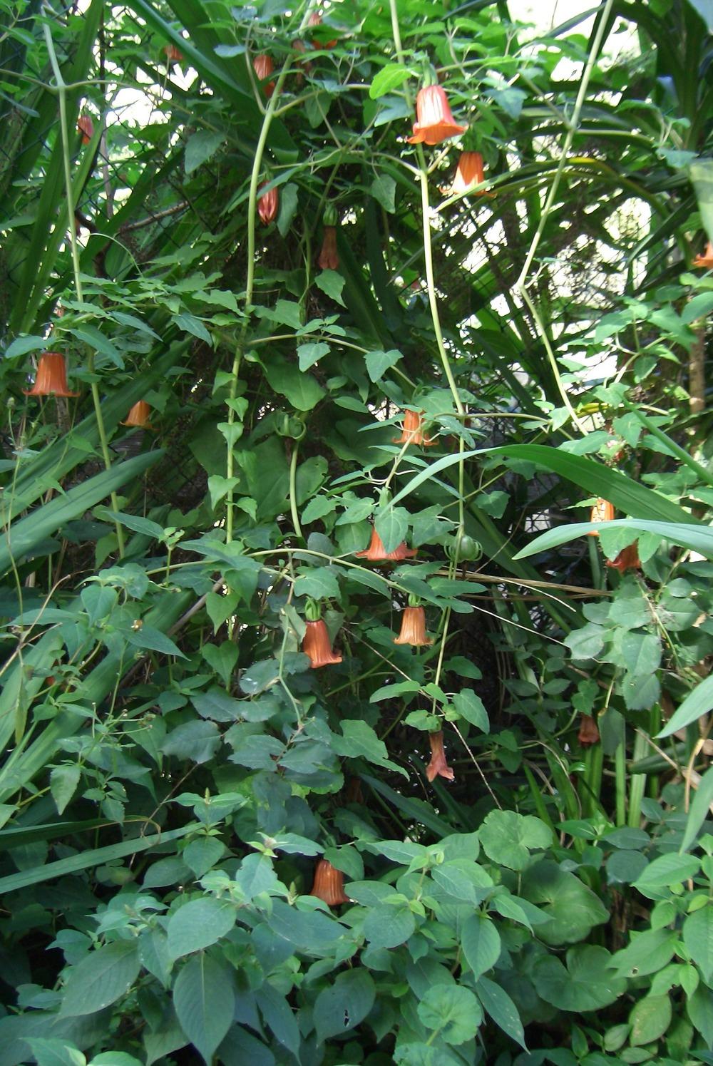 Photo of Canary Bellflower (Canarina canariensis) uploaded by admin