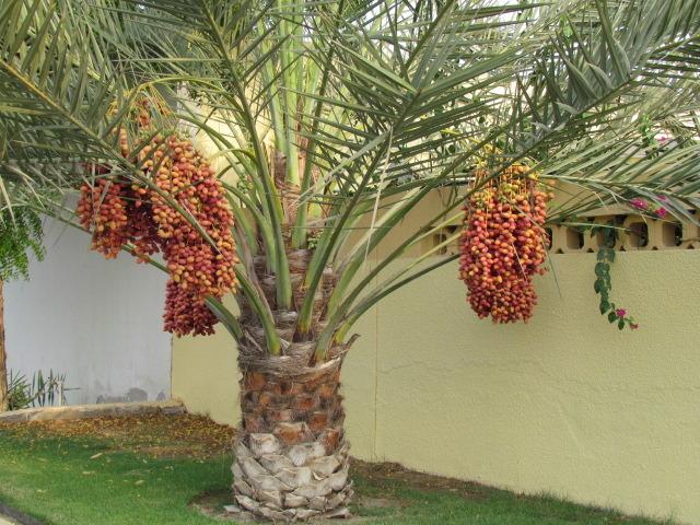 Photo of Date Palm (Phoenix dactylifera) uploaded by admin
