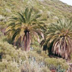 Location: Phoenix canariensis growing in Puntallana, La Palma, Canary Islands
Date: 2008-02-29
Photo courtesy of:Frank Vincentz