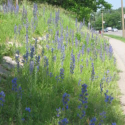 Location: Viper's Bugloss (Echium vulgare) colonizing the banks of a highway. Montreal, June 2012.
Date: 2012-06-18
Photo courtesy of:Lubiesque