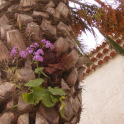 Location: Pericallis papyracea growing in Barlovento, La Palma, Canary Islands
Date: 2008-02-29
Photo courtesy of:Frank Vincentz