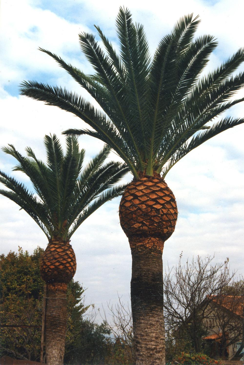 Photo of Canary Date Palm (Phoenix canariensis) uploaded by admin