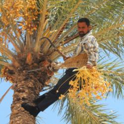 Location: An Iraqi man harvests sugar dates, to be distributed to local orphanages, in Anbar province, at Camp Ramadi, Iraq
Date: 2010-09-14
Photo courtesy of:Tanya Thomas, U.S. Army