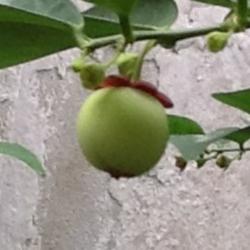 Location: Southeast Asia
Date: Oct 28, 2014
Sauropus androgynus seed pod/fruit, approx. 1 cm, photo by PlantS