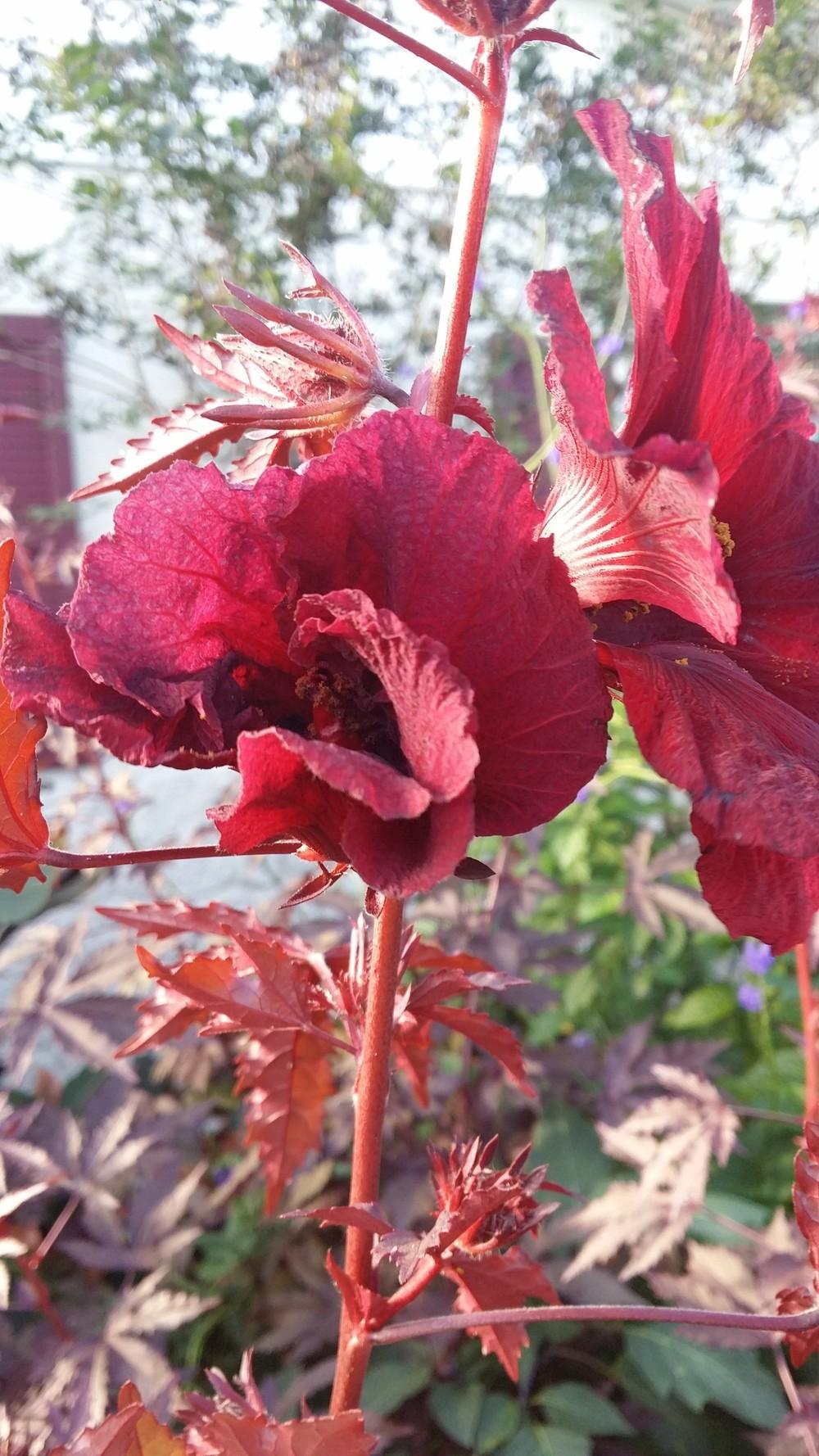 Photo of Red-Leaf Hibiscus (Hibiscus acetosella) uploaded by orchidgal