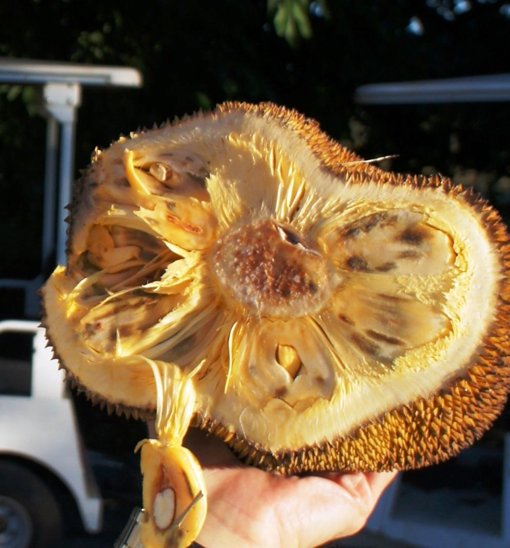 Photo of Jackfruit (Artocarpus heterophyllus) uploaded by skylark