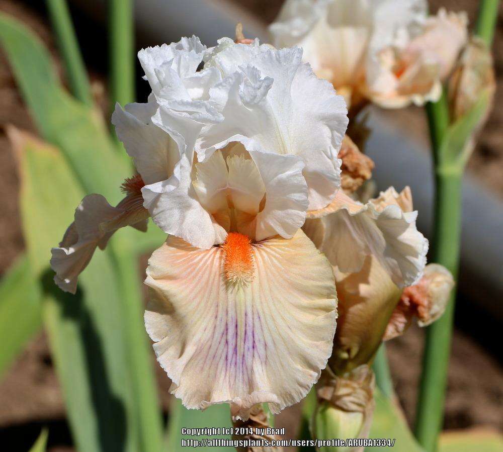 Photo of Tall Bearded Iris (Iris 'All About Me') uploaded by ARUBA1334