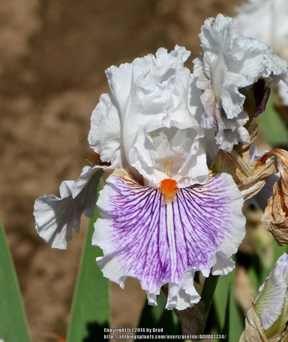 Photo of Tall Bearded Iris (Iris 'Berserk') uploaded by ARUBA1334