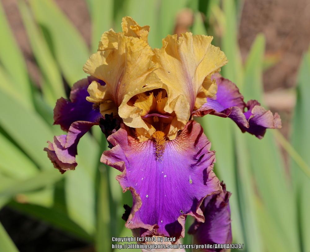 Photo of Tall Bearded Iris (Iris 'Deal or No Deal') uploaded by ARUBA1334