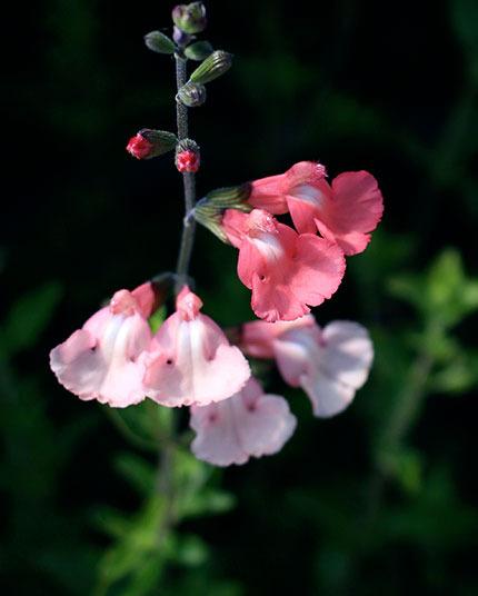 Photo of Sage (Salvia x jamensis 'Dyson's Orange Pink') uploaded by Calif_Sue