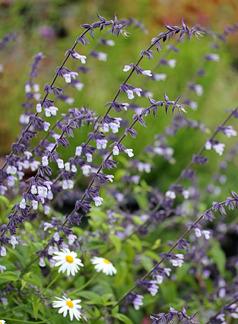Photo of Sage (Salvia 'Phyllis Fancy') uploaded by Calif_Sue