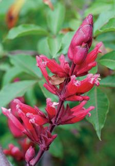 Photo of Wagner's Sage (Salvia wagneriana) uploaded by Calif_Sue