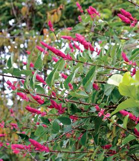 Photo of Wagner's Sage (Salvia wagneriana) uploaded by Calif_Sue