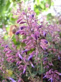 Photo of Salvia (Salvia semiatrata) uploaded by Calif_Sue
