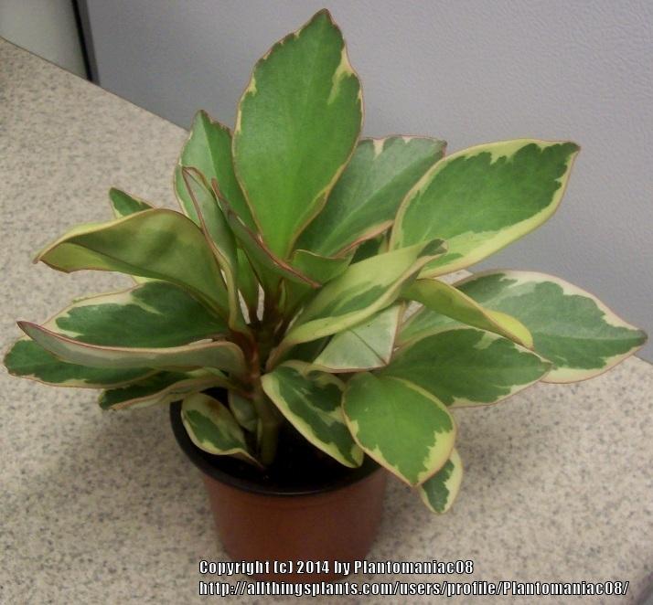 Photo of Red Edge Peperomia (Peperomia tricolor) uploaded by Plantomaniac08