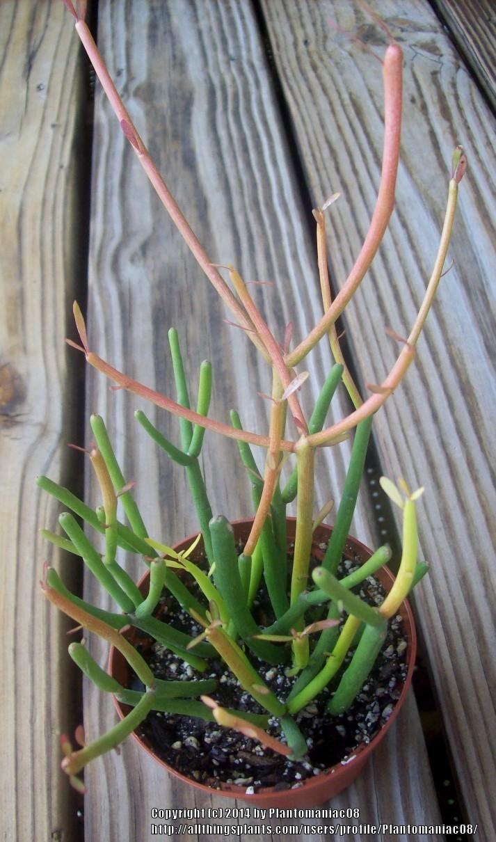 Photo of Pencil Cactus (Euphorbia tirucalli 'Firesticks') uploaded by Plantomaniac08