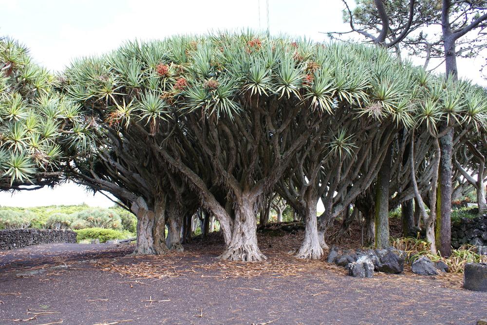 Photo of Canary Islands Dragon Tree (Dracaena draco) uploaded by admin
