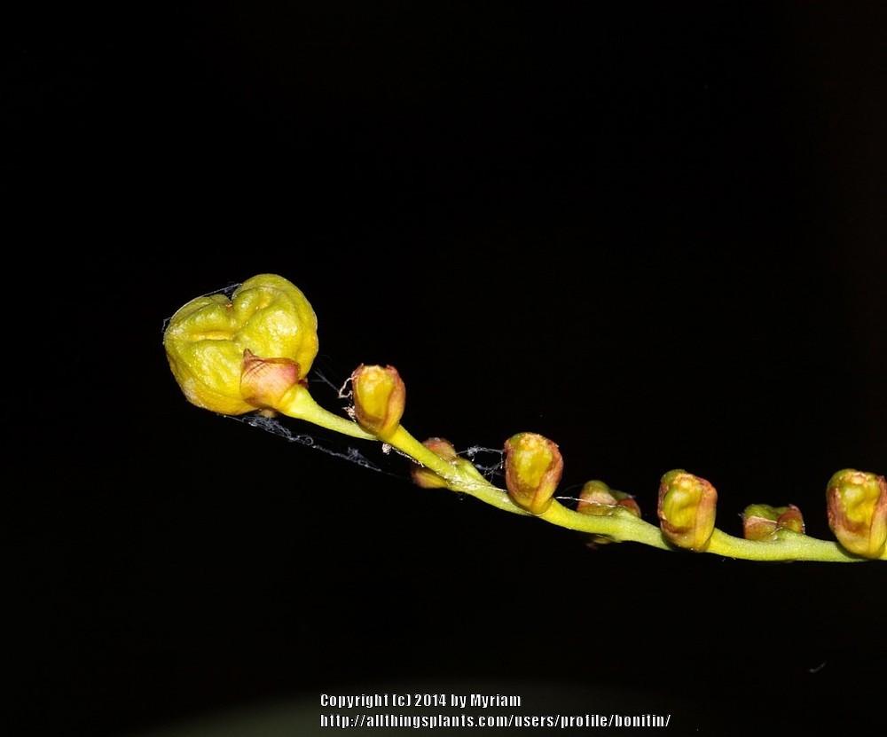 Photo of Crocosmia (Crocosmia x crocosmiiflora) uploaded by bonitin