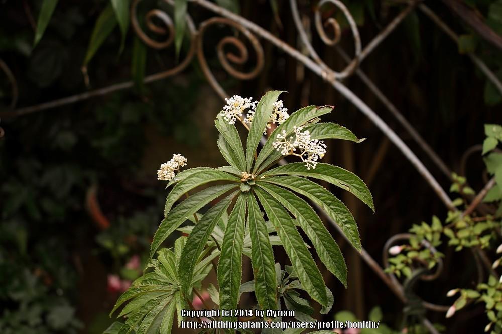 Photo of Palm-leaf Begonia (Begonia luxurians) uploaded by bonitin