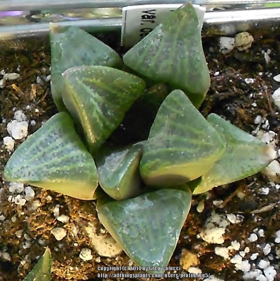 Photo of Haworthia pygmaea var. dekenahii uploaded by gg5