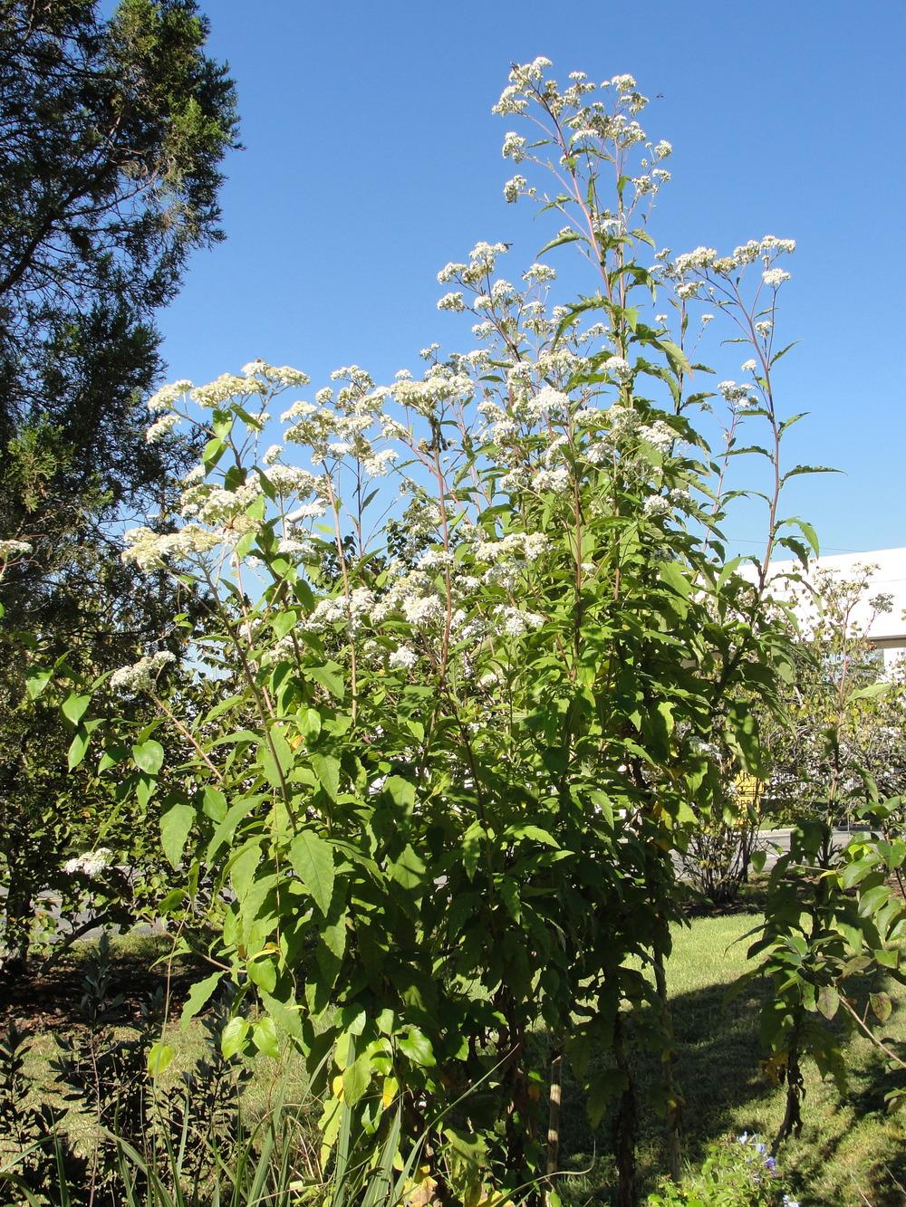 Photo of Frostweed (Verbesina virginica) uploaded by mellielong