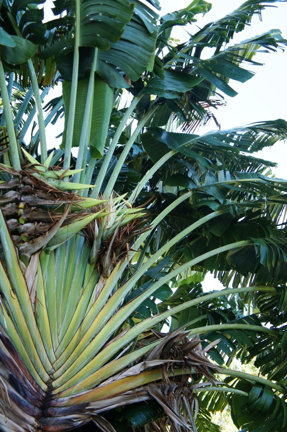 Photo of Travelers Palm (Ravenala madagascariensis) uploaded by skylark