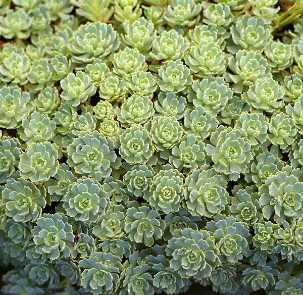 Photo of Afghan Stonecrop (Rhodiola pachyclada) uploaded by Calif_Sue