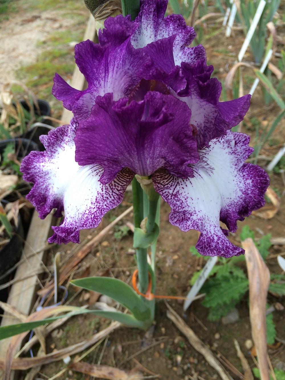 Photo of Tall Bearded Iris (Iris 'Mariposa Autumn') uploaded by Misawa77