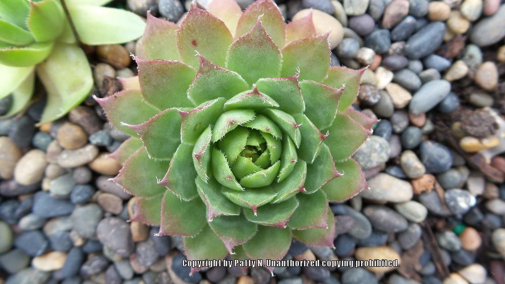 Photo of Hen and Chicks (Sempervivum 'Gingerbread Boy') uploaded by Patty