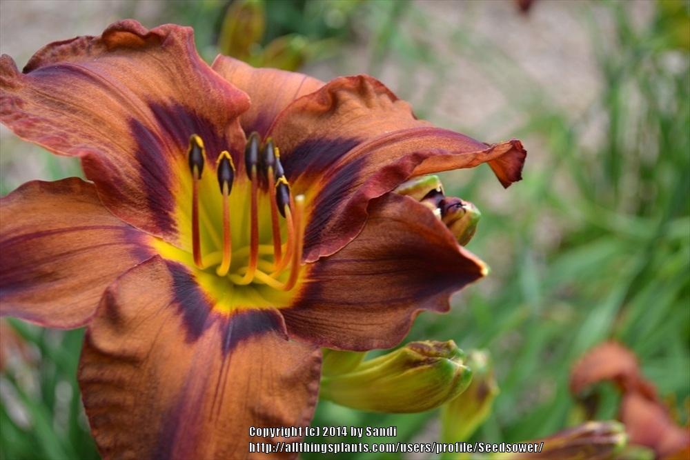 Photo of Daylily (Hemerocallis 'Matthew Martin') uploaded by Seedsower