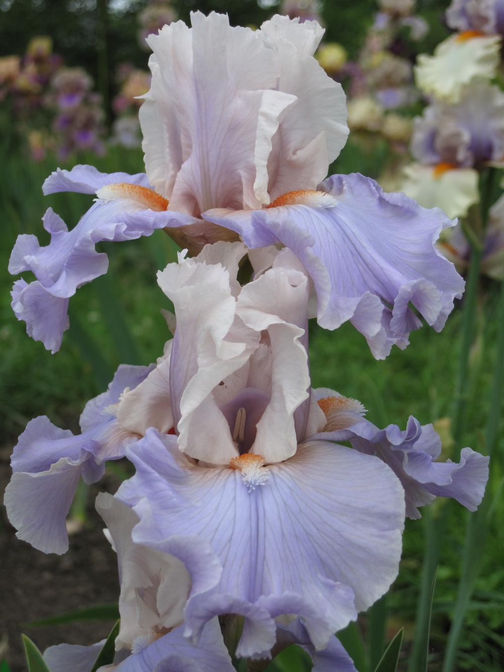 Photo of Tall Bearded Iris (Iris 'I Hope You Dance') uploaded by barashka