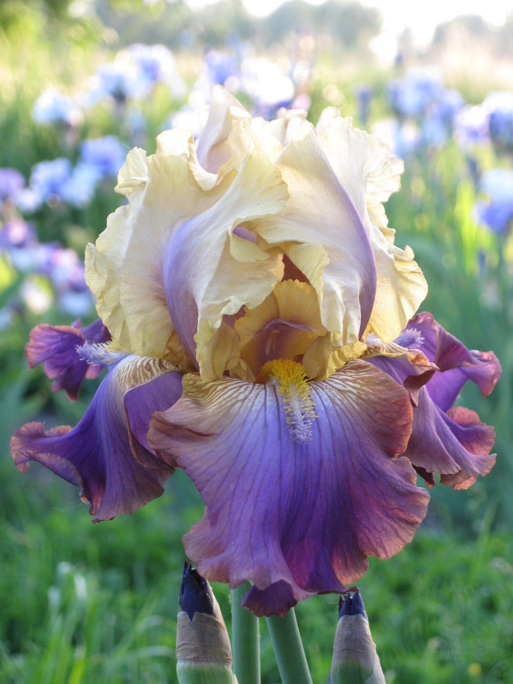 Photo of Tall Bearded Iris (Iris 'Trillion') uploaded by barashka