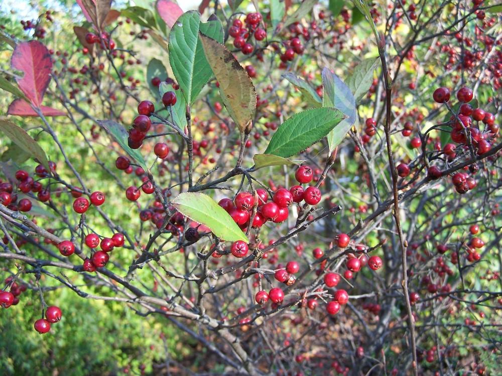 Photo of Red Chokeberry (Aronia arbutifolia) uploaded by chickhill