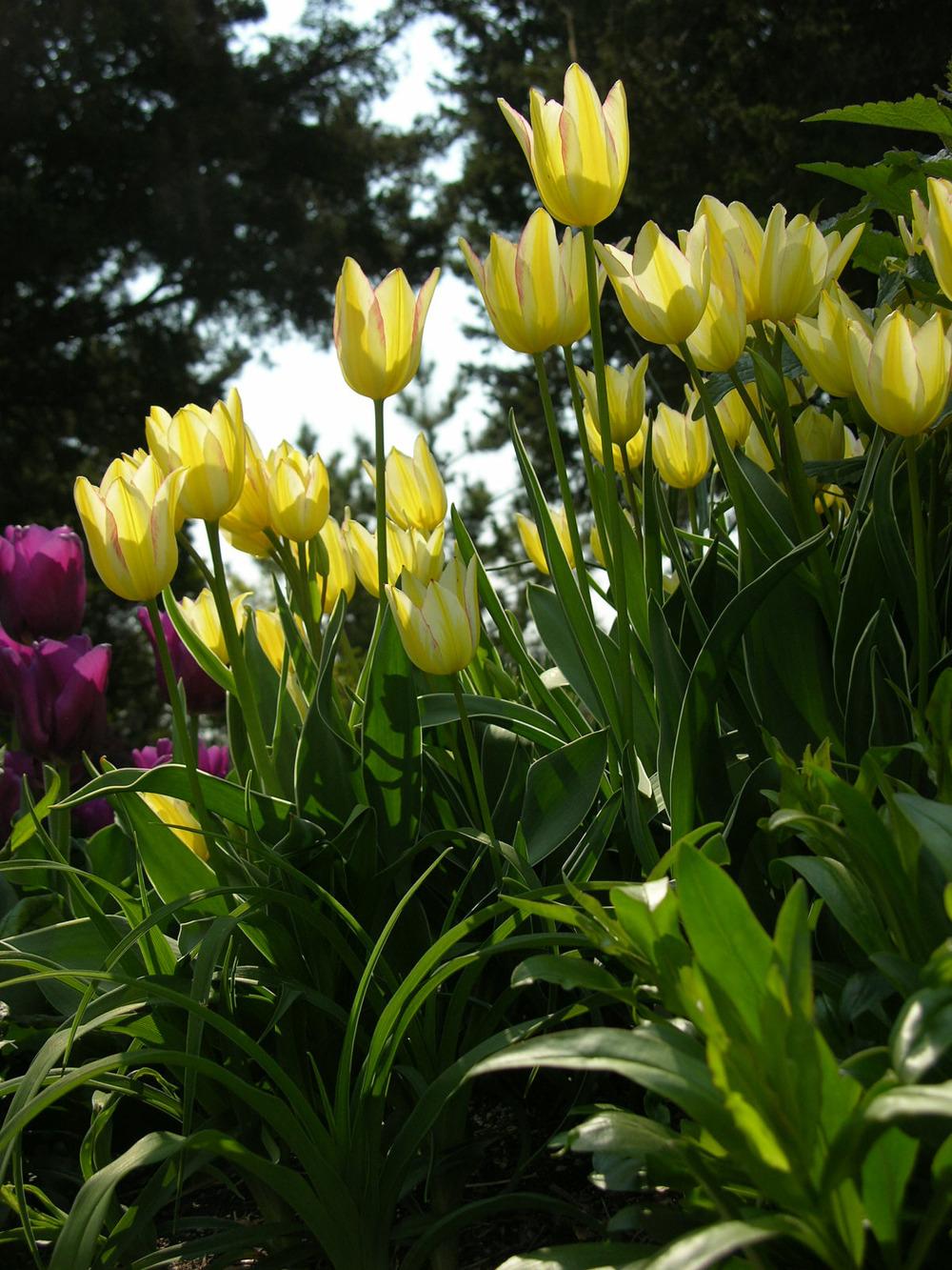 Photo of Single Late Tulip (Tulipa 'Antoinette') uploaded by chrispnpt9