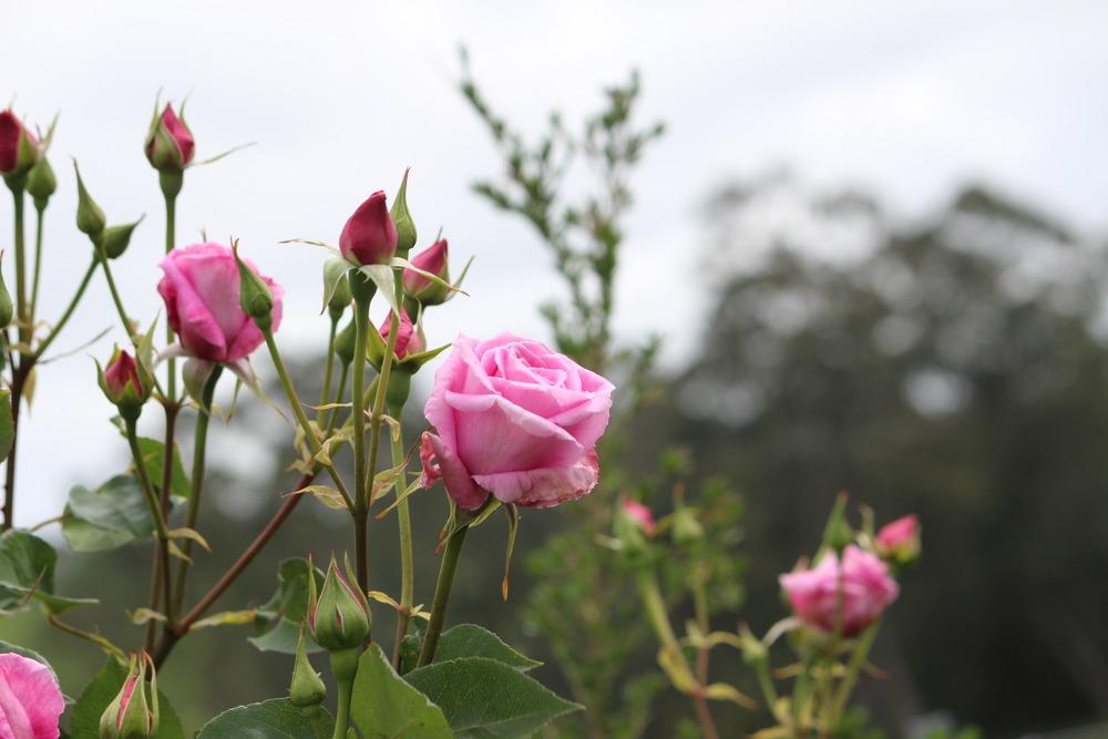 Photo of Rose (Rosa 'Mrs. Fred Danks') uploaded by ozkoala33