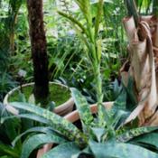 Bronx bot garden conservatory - Vriesea ospinae var gruberii