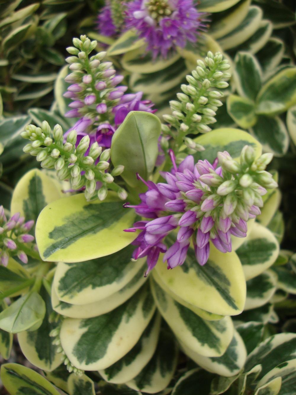 Photo of Hebe (Veronica x franciscana 'Variegata') uploaded by Paul2032