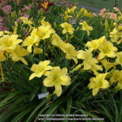 Location: Becampis garden, Wirtz VA, Zone 7
Date: 6/29/2013
A very prolific yellow daylily with thick waxy petals and sepals.