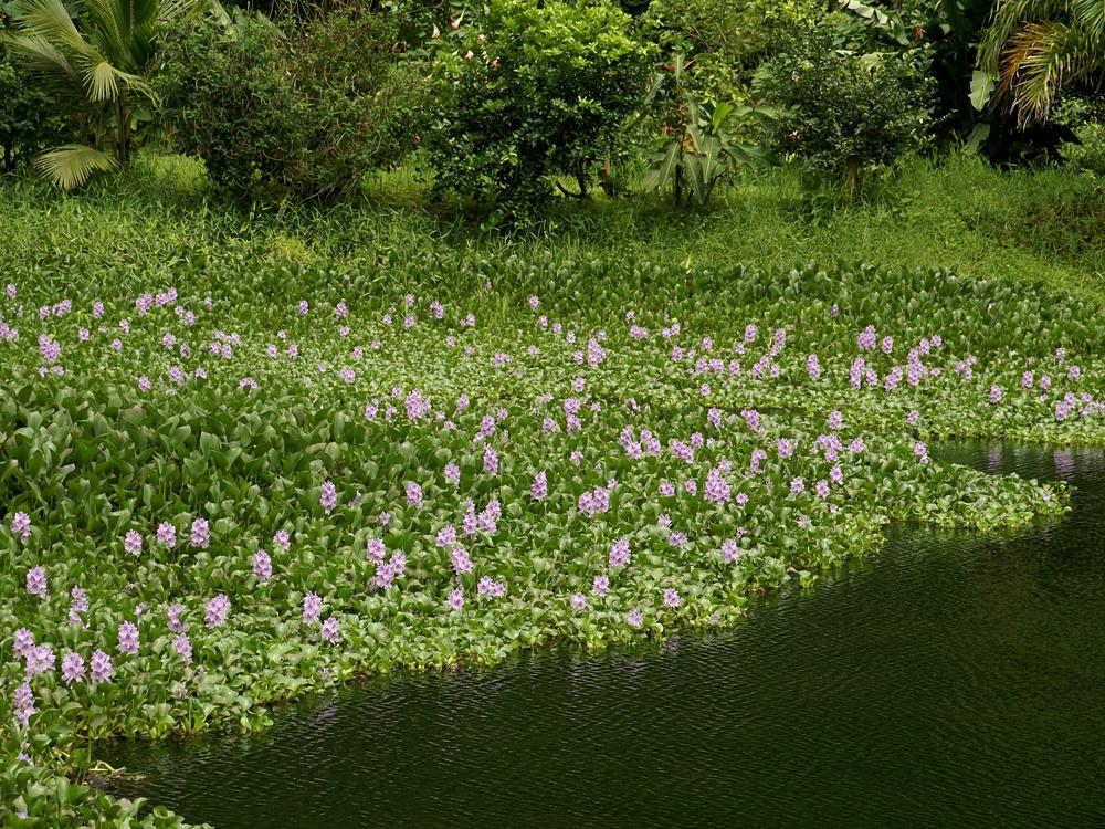 Photo of Water Hyacinth (Eichhornia crassipes) uploaded by admin