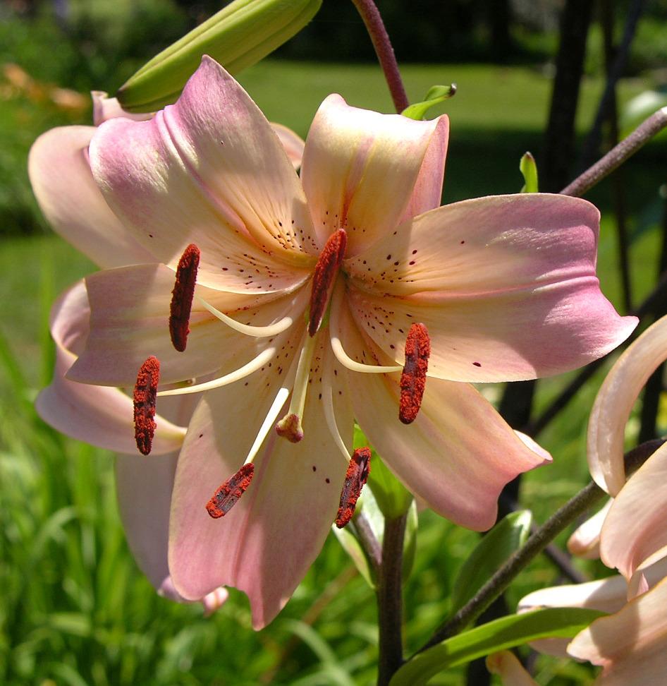 Photo of Lily (Lilium 'Salmon Twinkle') uploaded by chrispnpt9