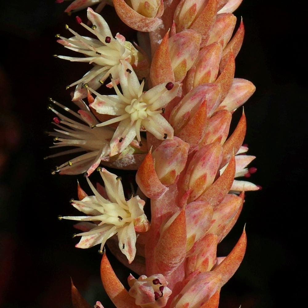 Photo of Dunce's Caps (Orostachys fimbriata) uploaded by dirtdorphins