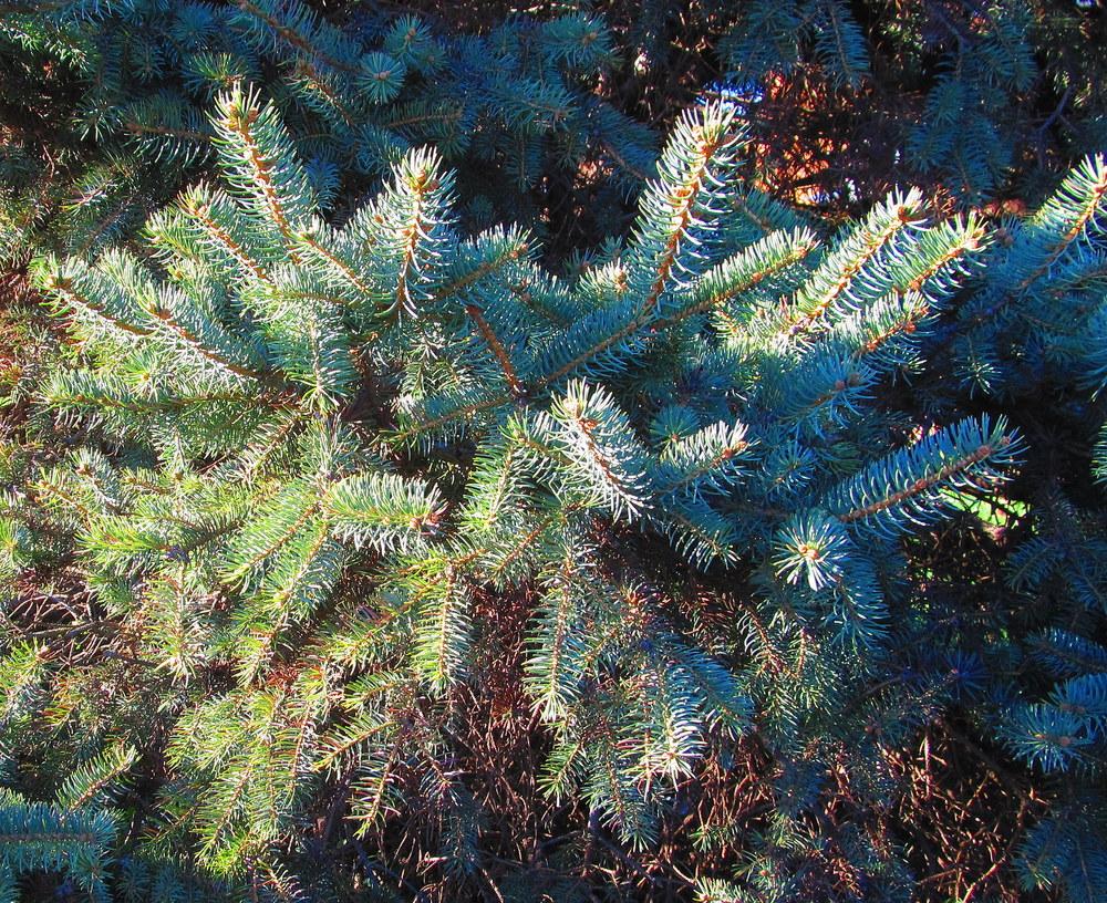 Photo of Colorado Blue Spruce (Picea pungens) uploaded by jmorth